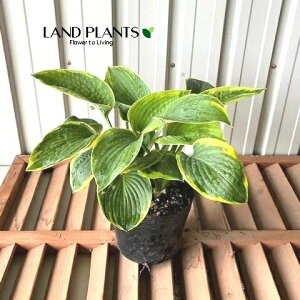 M{EVi[FtVXEBAXj 5 |bgc 1 M{ ^Li Hosta