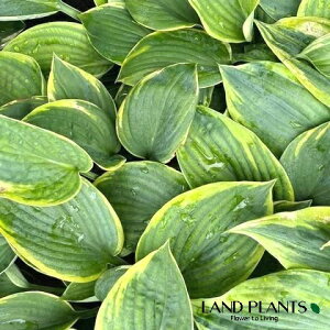 yP[X̔F8z M{EVi[FtVXEBAXj 5 |bgc 8 M{ ^Li Hosta