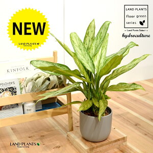 yk͔|z AOIl}iVo[^j iʌvtjDF fUC  픫 1 nChJ`[A LTCY ϗtA aglaonema