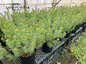 yP[X̔F6z AfigXiJjOo[~ubVj 5 vX`bNc 6 I[XgAYŃ}KVȂ̏Ύ AfiTXJjOo[~ubV NjBOn