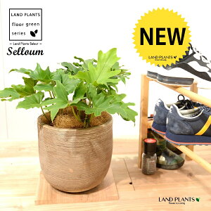 Z[i␫j fUC̗ǂ eRb^ 1 H40cmx yRRt@Co[EMz uTCY ^ selloum