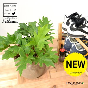 Z[i␫j fUC̗ǂ eRb^ 1 H40cmx yRRt@Co[EMz uTCY ^ selloum