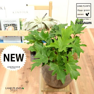 Z[i␫j fUC̗ǂ eRb^ 1 H40cmx yRRt@Co[EMz uTCY ^ selloum