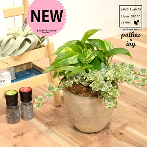 |gX×ACr[ij GbO^ Eh픫 STCY 1 H30cmx yRRt@Co[z uTCY ^ I[A wf  tC IESJY   Pothos hedera