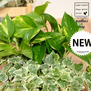 |gX×ACr[ij GbO^ Eh픫 STCY 1 H30cmx yRRt@Co[z uTCY ^ I[A wf  tC IESJY   Pothos hedera