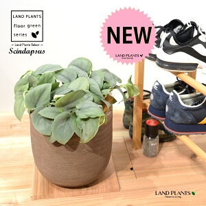 XL_vTXiIXgVo[j fUC̗ǂ eRb^ 1 H35cmx yRRt@Co[EMz uTCY ^ scindapsus