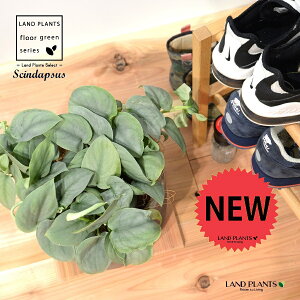 XL_vTXiIXgVo[j fUC̗ǂ eRb^ 1 H35cmx yRRt@Co[EMz uTCY ^ scindapsus