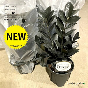 U~INJXiCuj5 vX`bNc 1 U~A U~I Zamioculcas zamiifolia