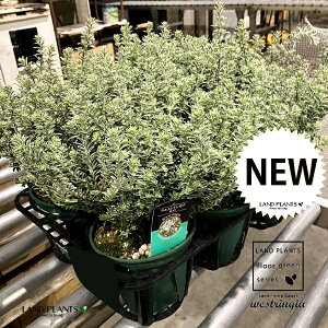 EGXgMAiX[L[zCgj1 5 |bgc 1   I[XgA[Y}[ Westringia Coastal rosemary,Australian rosemary
