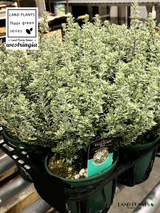 yP[X̔F6z EGXgMAiX[L[zCgj1 5 |bgc 6   I[XgA[Y}[ Westringia Coastal rosemary,Australian rosemary