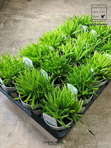 yP[X̔F15z yy~Ainbs[r[j 3.5 vX`bNc 15 yy~Anbs[r[ Peperomia