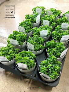 yP[X̔F15z yy~Aijphj 3.5 vX`bNc 15 yy~Ajph Peperomia