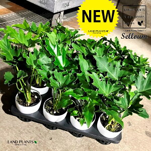 Z[ 3.5 vX`bNc 1 selloum