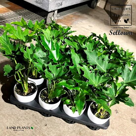 【ケース販売：15入】 セローム 3.5号 プラスチック苗 15鉢 selloum