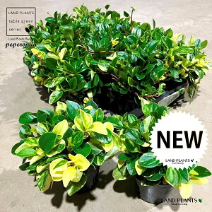 yy~AiOxj 3.5 vX`bNc 1 yy~AOx Peperomia