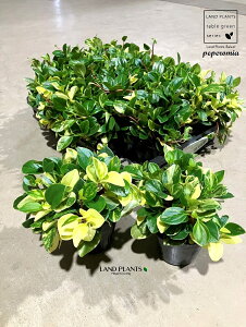 yP[X̔F20z yy~AiOxj 3.5 vX`bNc 20 yy~AOx Peperomia