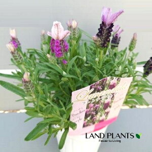 ���x���_�[�i�o���f���j �s���N���p�[�v��2�F�A�� 3�� �|�b�g�c 1�� Lavandula