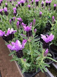 yP[X̔F15z x_[icCT}[j 3.5 |bgc 15 t`x_[ Ԑ Lavandula