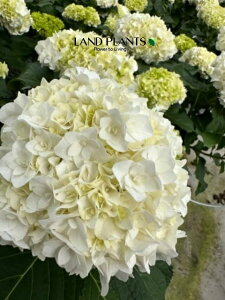  i[~[ vZXAFzCgj 5 vX`bN 1 z AWTC nChWA hydrangea