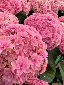 yP[X̔F4z  i[~[ p[tFNVFsNj 5 vX`bN 4 z AWTC nChWA hydrangea