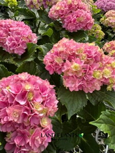 yP[X̔F4z  i[~[ [~ gDMU[FsNj 5 vX`bN 4 z AWTC nChWA hydrangea