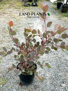 [JiJbvKj 7 vX`bNc 1 Eucalyptus