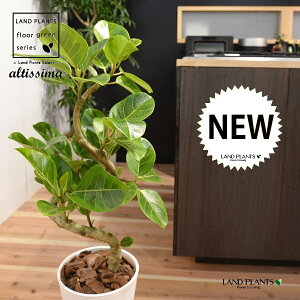 AeV[}i3DJ[u Ȃj 8 F ZA[g 1 yo[N`bvEMz H90cmx uTCY ^ tBJXAeV[} S̖ S  S  点 Ficus al