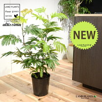 楽天市場】エバーフレッシュ（高さ（植物）71 ～ 130.9cm）（花 