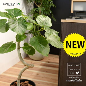 ウンベラータ(3Dカーブ 曲がり) 8号 黒色 セラアート鉢 1鉢 【バークチップ・受皿】 H90cm程度 床置きサイズ 大型 フィカスウンベラータ 螺旋 ラセン ゴムの木 ゴム Ficus umbellata