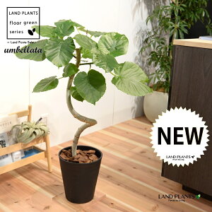 Ex[^i3DJ[u Ȃj 8 F ZA[g 1 yo[N`bvEMz H90cmx uTCY ^ tBJXEx[^  Z S̖ S Ficus umbellata