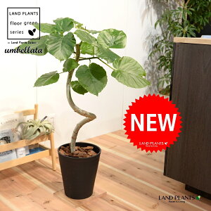 Ex[^i3DJ[u Ȃj 8 F ZA[g 1 yo[N`bvEMz H90cmx uTCY ^ tBJXEx[^  Z S̖ S Ficus umbellata