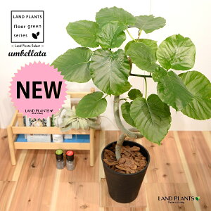 Ex[^i3DJ[u Ȃj 8 F ZA[g 1 yo[N`bvEMz H90cmx uTCY ^ tBJXEx[^  Z S̖ S Ficus umbellata