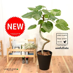 Ex[^i3DJ[u Ȃj 8 F ZA[g 1 yo[N`bvEMz H90cmx uTCY ^ tBJXEx[^  Z S̖ S Ficus umbellata