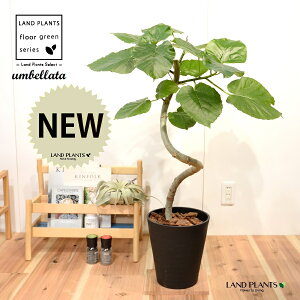 ウンベラータ(3Dカーブ 曲がり) 8号 黒色 セラアート鉢 1鉢 【バークチップ・受皿】 H90cm程度 床置きサイズ 大型 フィカスウンベラータ 螺旋 ラセン ゴムの木 ゴム Ficus umbellata