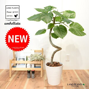 Ex[^i3DJ[u Ȃj 8 F ZA[g 1 yo[N`bvEMz H90cmx uTCY ^ tBJXEx[^  Z S̖ S Ficus umbellata