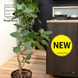 xKSi3DJ[u Ȃj 8 F ZA[g 1 yo[N`bvEMz H90cmx uTCY ^ tBJX xKVX  Z S̖ S Ficus benghalensis