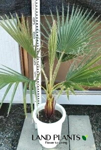 ViVgVj 8 vX`bN 1 V̖ p[c[ ILiV VgjAp[ Washingtonia filifera