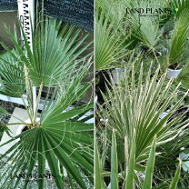 楽天市場】ワシントンヤシ（高さ（植物）71 ～ 130.9cm）の通販