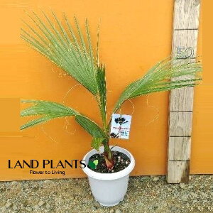 ViVgVj 6 vX`bN 1 V̖ p[c[ ILiV VgjAp[ Washingtonia filifera