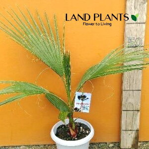 ViVgVj 6 vX`bN 1 V̖ p[c[ ILiV VgjAp[ Washingtonia filifera
