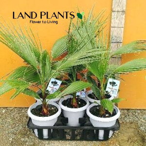 yP[X̔F5z ViVgVj 6 vX`bN 5 V̖ p[c[ ILiV VgjAp[ Washingtonia filifera