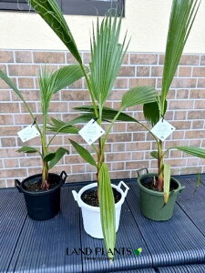yP[X̔F6z ViVgVj 5 vX`bN 6 V̖ p[c[ ILiV VgjAp[ Washingtonia filifera