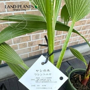 ViVgVj 5 vX`bN 1 V̖ p[c[ ILiV VgjAp[ Washingtonia filifera