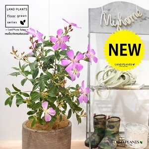 �m�{�^���i�쉲�O�F�s���N�R�[�g�_�W���[���j �f�U�C���̗ǂ� �e���R�b�^�� 60cm 1���y�R�R�t�@�C�o�[�z �m�{�^���R�[�g�_�W���[�� �s���N�̉� �s���N Melastomataceae Pink Cote d'Azur