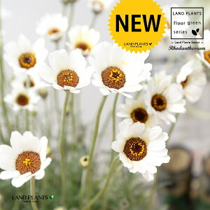 ���[�_���Z�}���i�A�t���J���A�C�X�j �f�U�C���̗ǂ� �e���R�b�^�� 45cm 1���y�R�R�t�@�C�o�[�z �������e �e �L�N Rhodanthemum Moroccan daisy