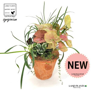 񂹐A VSjEilIj F X|bg g[^ 픫1 VSjElI VSj[ VSjE |htB u |gXGWC Syngonium podophyllum "Neon"