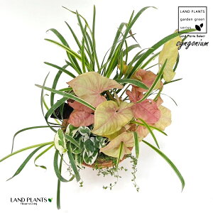 񂹐A VSjEilIj F X|bg g[^ 픫1 VSjElI VSj[ VSjE |htB u |gXGWC Syngonium podophyllum "Neon"