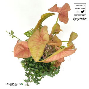 񂹐A VSjEilIj F X|bg Eh^ 픫1 VSjElI VSj[ VSjE |htB IKm wnE[ q|GXeX Syngonium podo