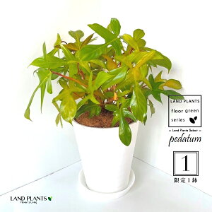 tBfh ibRJYFzj 8 ZA[g 1 ybRJYEMz z Philodendron pedatum