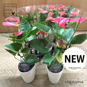 �A���X���E���i�s���N�j1�� 3.5�� �v���X�`�b�N�� �A���X �A���X�����[�� Anthurium